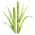 Watercolor bamboo stems and leaves. Composition with greenery. Realistic botanical illustration with fresh bamboo plant Royalty Free Stock Photo