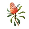 Watercolor banksia flower