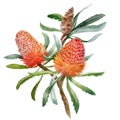 Watercolor banksia flower vector composition