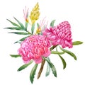 Watercolor banksia flower vector composition