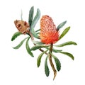 Watercolor banksia flower vector composition Royalty Free Stock Photo
