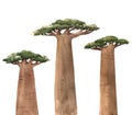 Watercolor baobab adansonia african tree illustrations