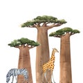 Watercolor baobab adansonia african tree illustrationswith zebra and giraffe