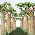 Watercolor Baobab tree banner. Hand drawn illustration of nature Africa, southern trees in the savannah for greeting card. Royalty Free Stock Photo