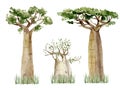 Watercolor Baobab tree set isolated on white background. Hand drawn illustration of nature Africa. Royalty Free Stock Photo