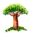 Watercolor baobab