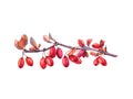 Watercolor barberry branch with red and ochre leaves