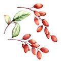 Watercolor barberry set. Hand painted berries, leaves and branches isolated on white background. Botanical illustration