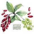 Watercolor barberry set