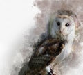 Watercolor Barn owl. Hand drawn watercolor owl