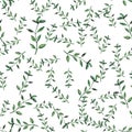 Watercolor basil pattern