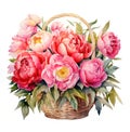 watercolor basket with pink peonies flowers isolated on white background