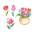 Watercolor basket with spring flowers. Hand painted set with colorful tulips.