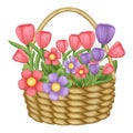 Watercolor basket with spring flowers illustration.Wicker basket spring flowers bouquets