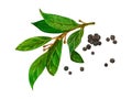Watercolor bay leaf and black pepper. Botanical hand drawn illustration, laurel herbs object isolated on white