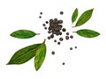 Watercolor bay leaf and black pepper. Botanical hand drawn illustration, laurel herbs object isolated on white