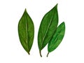 Watercolor bay leaf. Hand draw bay leaves illustration. Herbs object isolated on white background. Laurel sprig of