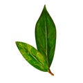 Watercolor bay leaf. Hand draw bay leaves illustration. Herbs object isolated on white background. Laurel sprig of