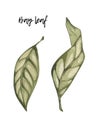 Watercolor bay leaf. hand drawn illustration. spice isolated on white. Clipart object.