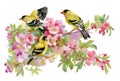 Watercolor beautiful birds sitting on blooming branches. Royalty Free Stock Photo