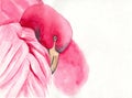 Watercolor beautiful flamingo with bright pink feathers