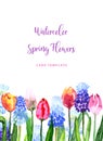 Watercolor beautiful loose style pink, red, violet, yellow tulip flower and muscari border frame. Modern color trendy template for