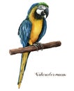 Watercolor beautiful parrot. Hand painted blue-and-yellow parrot isolated on white background. Nature illustration with Royalty Free Stock Photo