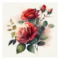 Watercolor beautiful red roses on white background