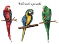 Watercolor beautiful three parrot. Hand painted red, blue-and-yellow and green parrot isolated on white background