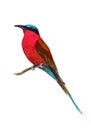 Watercolor bee-eater.