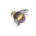 Watercolor bee natural illustration. Summer greeting card