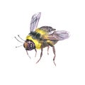Watercolor bee natural illustration. Summer greeting card