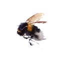 Watercolor bees isolated on white background. hand drawn watercolor illustration