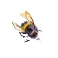 Watercolor bees isolated on white background. hand drawn watercolor illustration