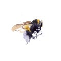 Watercolor bees isolated on white background. hand drawn watercolor illustration