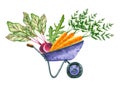 Watercolor beet, arugula, carrot in garden cart. Hand drawn illustration is isolated on white. Garden composition