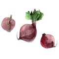 Watercolor beet. Hand drawn illustration isolated on white background. Vector Royalty Free Stock Photo