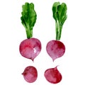 Watercolor beet. Hand drawn illustration isolated on white background. Vector Royalty Free Stock Photo