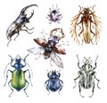 Watercolor beetles collection on a white background. Animal, insects. Entomology. Wildlife. Can be printed on T-shirts Royalty Free Stock Photo