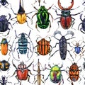 Watercolor beetles seamless pattern. Royalty Free Stock Photo
