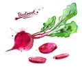 Watercolor beetroot