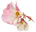 Watercolor begonia flowers. Branch with big petals and buds. Colourful tender plant in pink and orange isolated on white