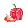 Watercolor Bell pepper paprika on white