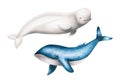 Watercolor beluga and blue whale isolated on white background. Hand painting realistic Arctic and Antarctic ocean