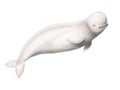 Watercolor beluga isolated on white background. Hand painting realistic Arctic and Antarctic ocean mammals. For Royalty Free Stock Photo