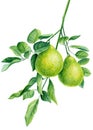 Watercolor bergamot branch, citrus fruit on isolated white background, botanical illustration Royalty Free Stock Photo