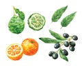 Watercolor Bergamot, Orange, Olive and leaves isolated on white background Royalty Free Stock Photo