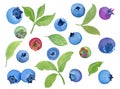 Watercolor berries and leaves of blueberries. Individual elements on a white background.