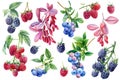 Watercolor berries raspberry, blackberry, blueberry and barberry on isolated white background, botanical illustration Royalty Free Stock Photo