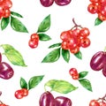 Watercolor berries set with barberry rowan